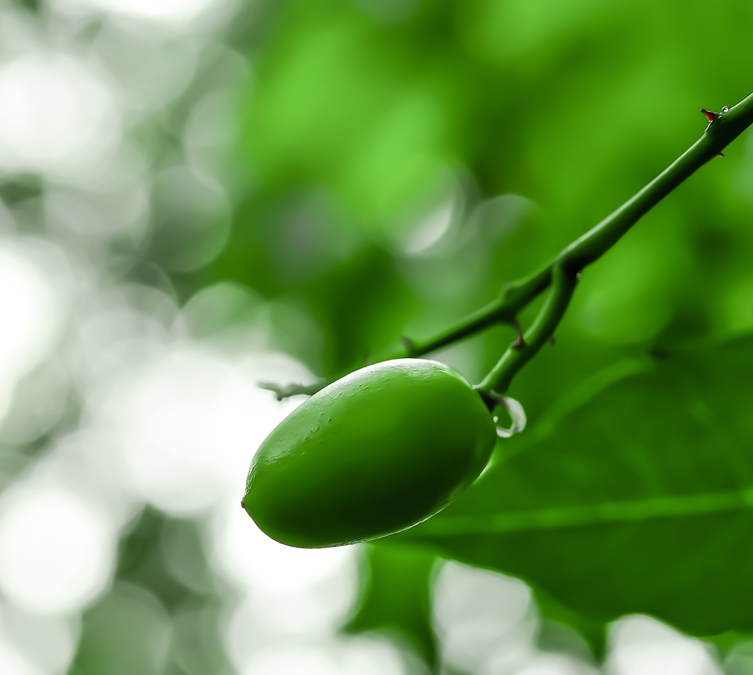 Neem-oil-smaller-1.jpg